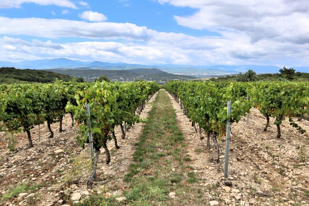 Campos de viñas